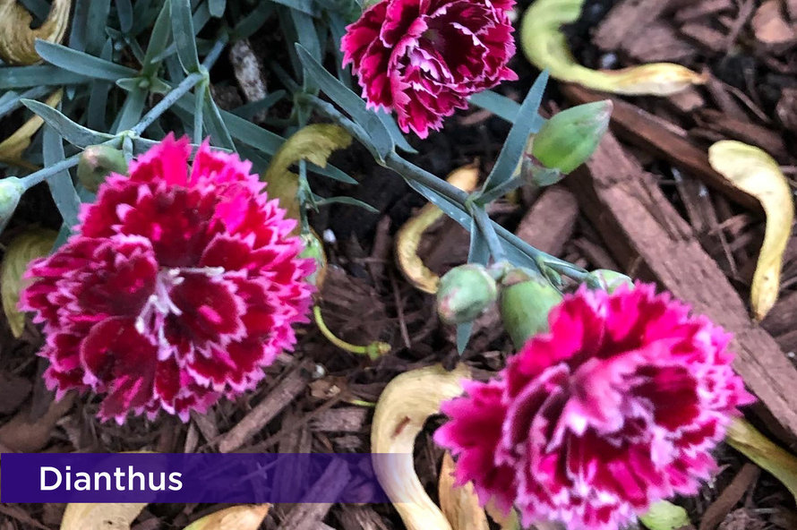 Dianthusresized2