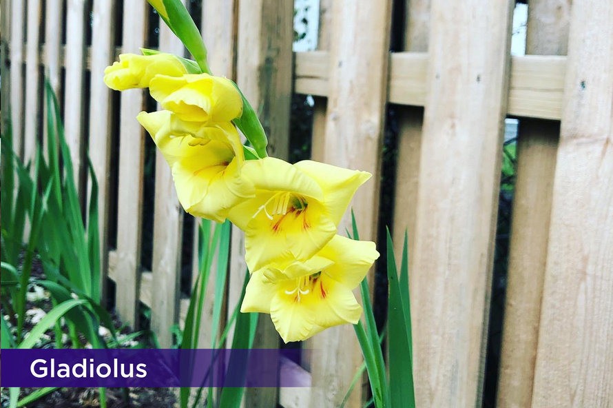 Gladiolusresized2